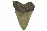 Serrated, Fossil Megalodon Tooth - North Carolina #342192-1